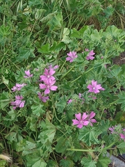 Malva sylvestris