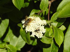 Temnostoma alternans