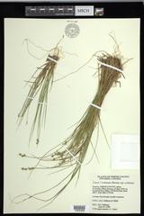 Carex echinata echinata