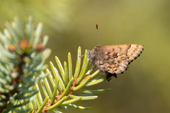 Callophrys lanoraieensis