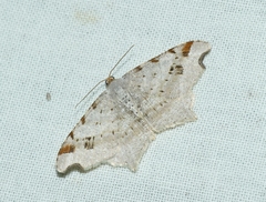 Macaria alternata
