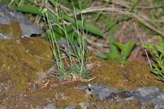 Draba arabisans