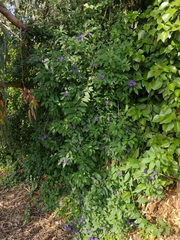 Lycianthes rantonnetii