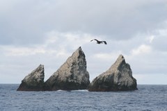 Leucocarbo georgianus