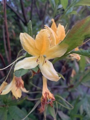 Rhododendron luteum