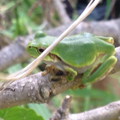Hyla japonica