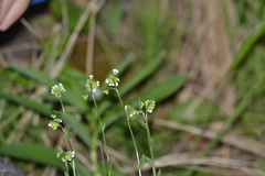 Draba arabisans