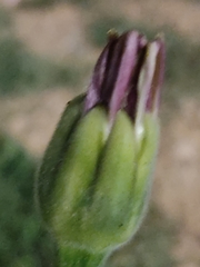 Urospermum dalechampii