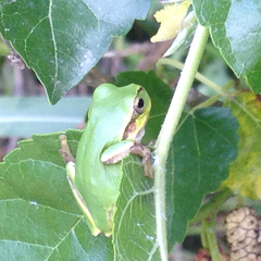 Hyla japonica