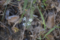Minuartia