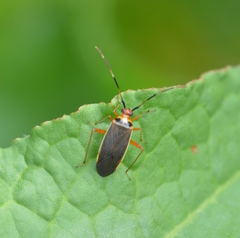 Adelphocoris rapidus