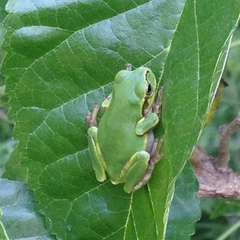 Hyla japonica
