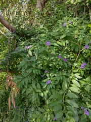 Lycianthes rantonnetii