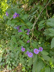 Lycianthes rantonnetii