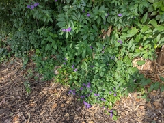 Lycianthes rantonnetii