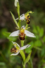 Ophrys apifera aurita