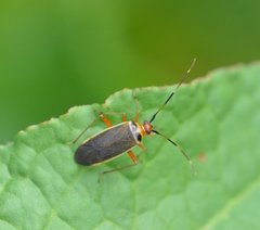 Adelphocoris rapidus