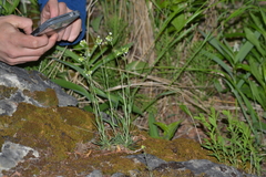 Draba arabisans
