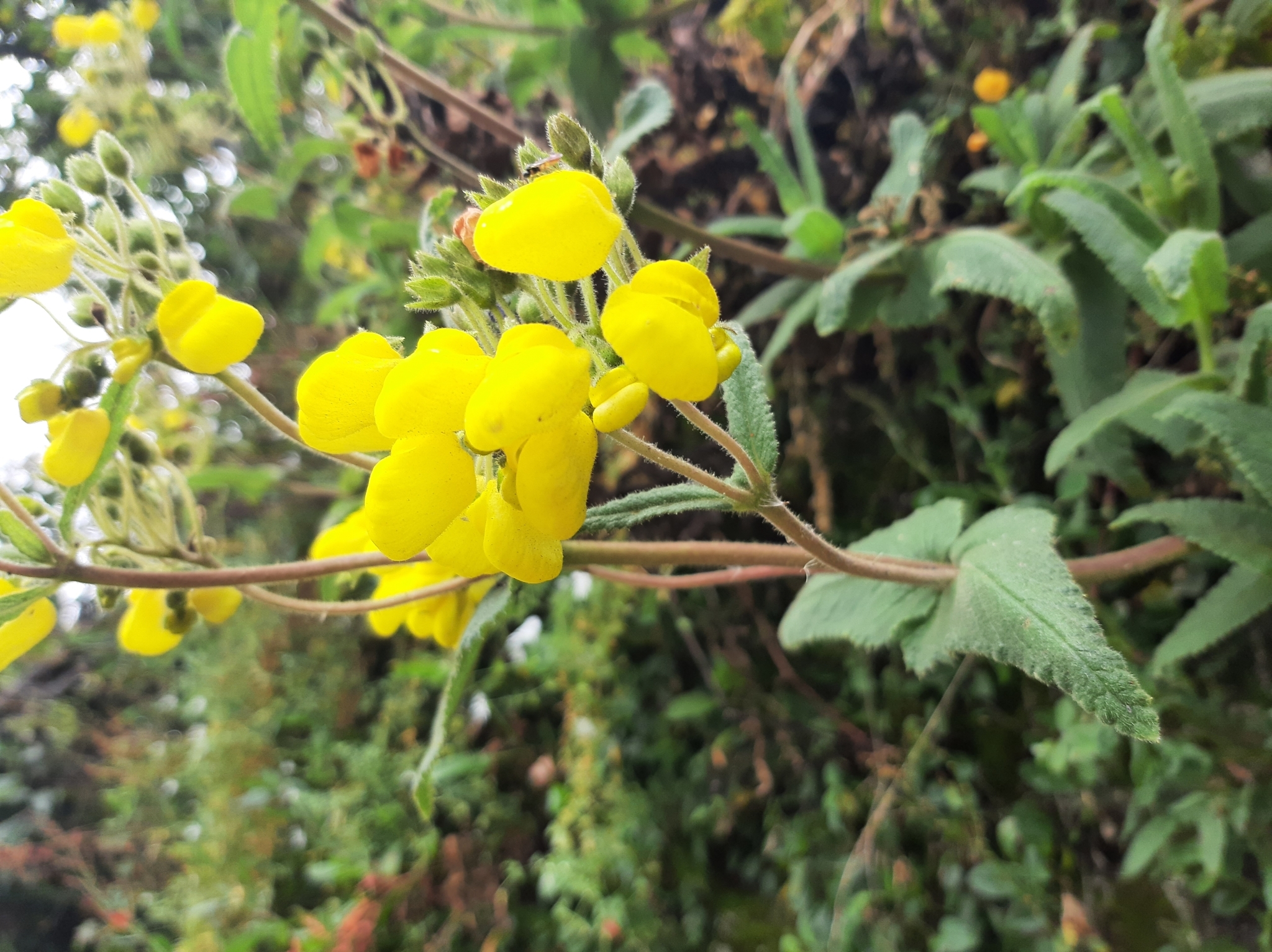 Calceolaria crenata image