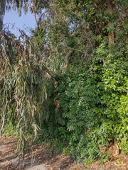 Lycianthes rantonnetii