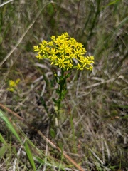 Polygala ramosa