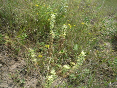 Sideritis montana montana