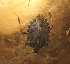 Halyomorpha halys