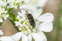Acmaeoderella flavofasciata flavofasciata