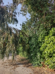 Lycianthes rantonnetii