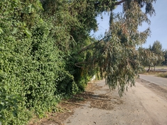 Lycianthes rantonnetii