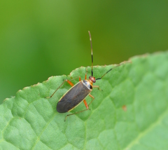 Adelphocoris rapidus