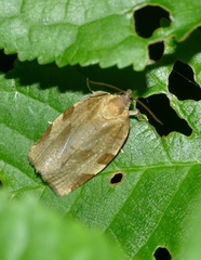 Choristoneura hebenstreitella