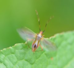 Adelphocoris rapidus