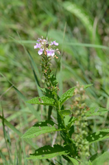 Teucrium canadense canadense