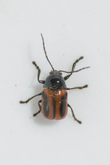 Cryptocephalus bipunctatus