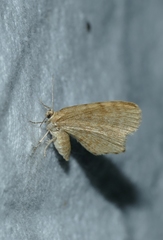 Euchoeca nebulata