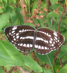 Neptis pryeri
