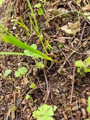 Micrommata virescens