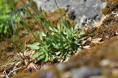 Draba arabisans