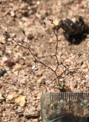 Nemacladus parikhiae