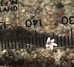 Nemacladus parikhiae