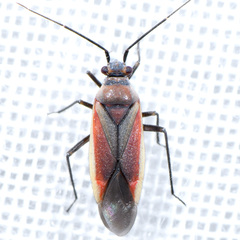 Lopidea marginata