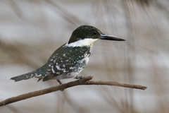 Green Kingfisher photo 4