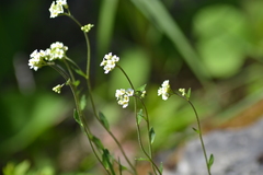 Draba arabisans