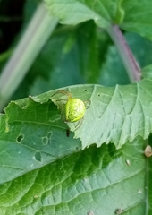 Araniella opisthographa