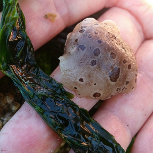 Diaulula odonoghuei
