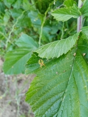 Araniella opisthographa