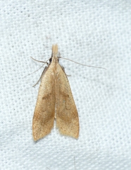 Dichomeris derasella