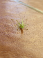 Phlugis ocraceovittata