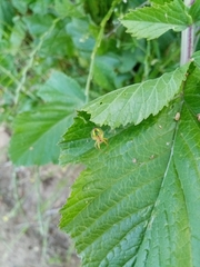 Araniella opisthographa